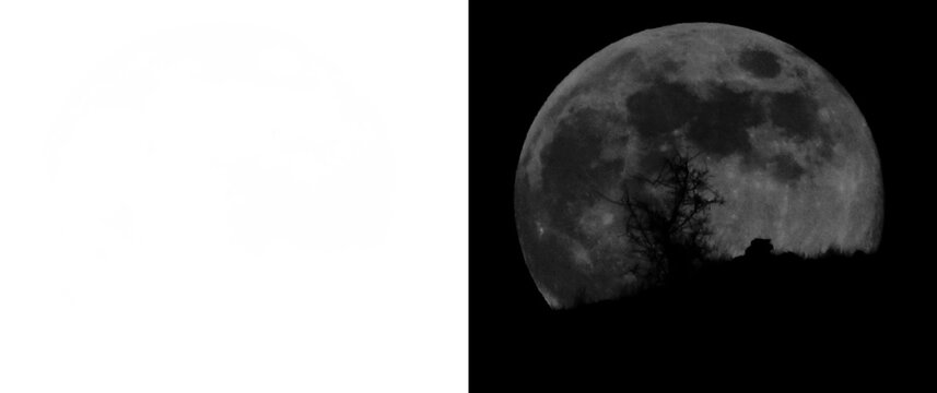 Realistic Half Full Moon Behind Tree Silhouette PNG Isolated on Transparent Background, Detailed Lunar Surface with Natural Craters, Night Sky Astronomy Clipart, High Resolution Celestial Space Elemen