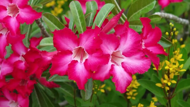 Desert Rose flower,Adenium obesum