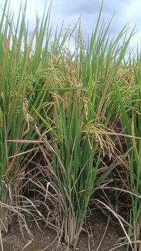 Close-up video footage of ripening rice plants with golden grains and green stalks swaying gently in the wind