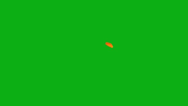 Red fox with bushy tail and pointy ears standing on green screen chromakey background 2d animated cartoon animation perfect for professional video editing chroma key compositing and stock footage