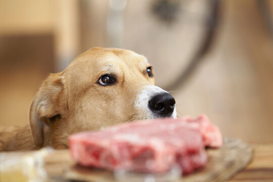 Dog in kitchen with steak on chopping board