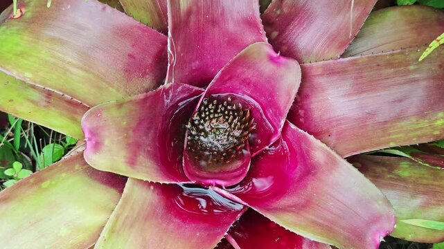 Neoregelia in the garden ,ฺฺbromeliaceae	