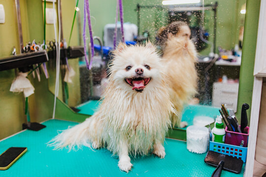 Wet Pomeranian dog enjoys a grooming session indoors