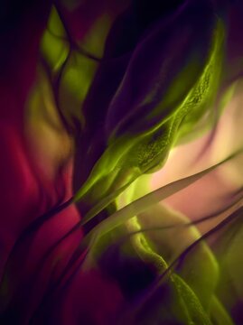 Vibrant green and purple hues swirl in soft, flowing motion