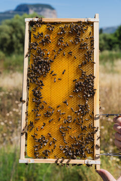 A beekeeper holds a honeycomb frame outdoors