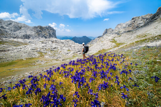 Hiker Woman Standing Among Wild Irises with Mountain Peaks in the Background, Picos de Europa, Spain