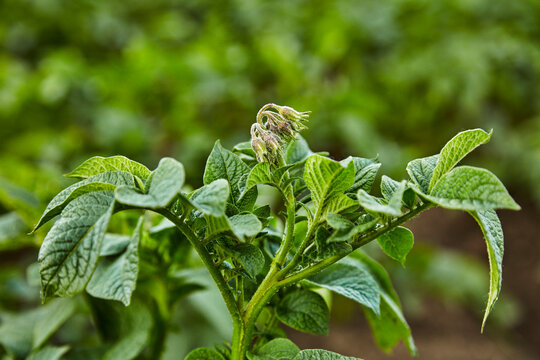 Leaves of potatoes growing in field