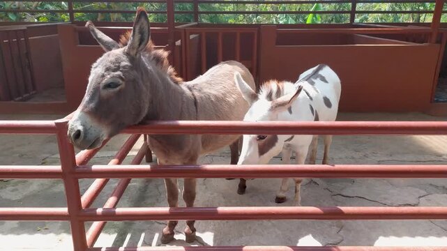 A clip of a pair of donkeys in a pen, standing motionless as they look at the camera