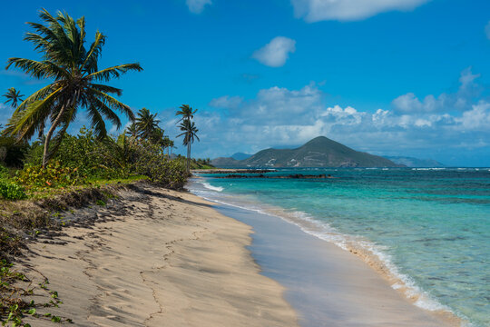 Palm trees growing at beach against blue sky, Saint Kitts And Nevis, Caribbean