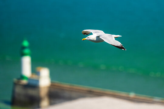 Seagull flying over the sea with blurred lighthouse in Le Treport