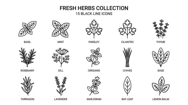 Hand Drawn Collection of Fresh Green Herbs and Spices Illustrations.