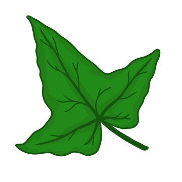 Green ivy leaf vector illustration isolated on white background.