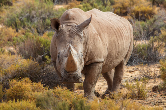 South Africa, Touws River, Cape Town, Aquila Private Game Reserve, Rhino, Rhinoceros