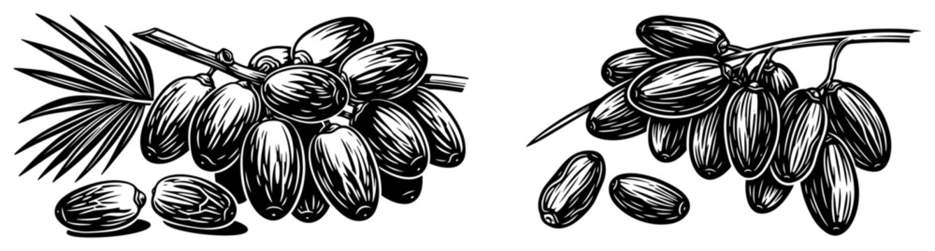 Dates fruit on branch woodcut style illustration, bunch of fresh palm dates for food and desert design