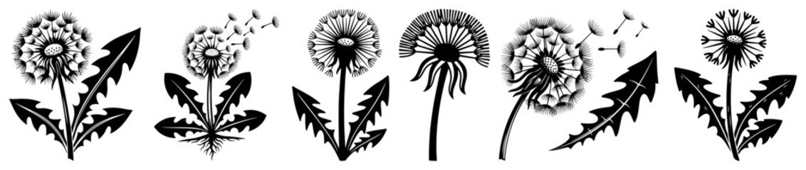Obraz premium Dandelion flowers and leaves set woodcut style, various stages of Taraxacum officinale for botanical design