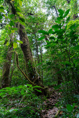 Obraz premium Lush Tropical Rainforest with Mossy Trees and Dense Greenery