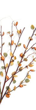 Dried eucalyptus branches with wispy leaves and twigs on a white background, rustic decor, ||Dried eucalyptus