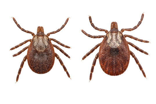 Macro tick insect pair, brown parasite close-up, arachnid pest photo for medical and science use isolated PNG with Transparent Background