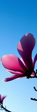 Magnificent magnolia flower silhouette against bright blue sky, silhouette, vector