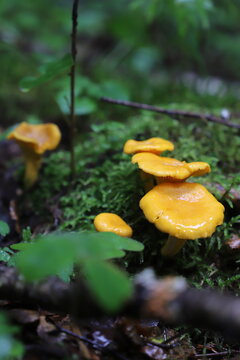 mushrooms in the forest