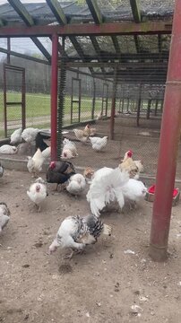 Top down view of a fowl enclosure with red metal frame and wire mesh. Chickens and turkeys, including a large white turkey with fanned tail feathers, scatter across the dirt ground