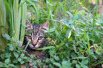 Curious stray tabby cat hiding and peering through lush green grass and garden foliage. Animal wildlife, pets, and adorable feline behavior concept photography © AShots