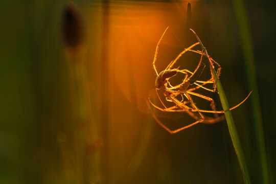 Backlit macro photo of mating long-jawed orb-weaver spiders on a grass blade during golden hour