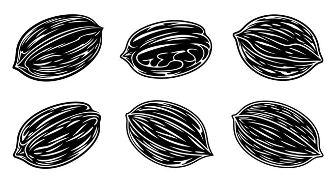 Black and white pecan nut kernel silhouettes on white background.