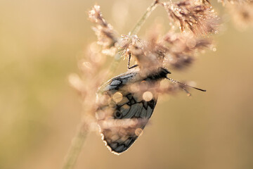 Marbled White butterfly resting on a grass stalk during sunrise golden hour © Elżbieta Kaps