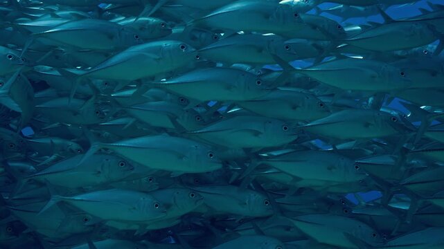 school of bigeye trevally jack fish swimming together