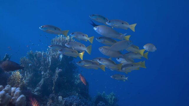 school of yellowtail snappers swimming along a vibrant coral reef in deep blue ocean