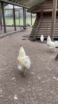 A cream colored rooster with a red comb stands on dirt, facing away, showing fluffy white tail feathers. White chickens are visible behind.