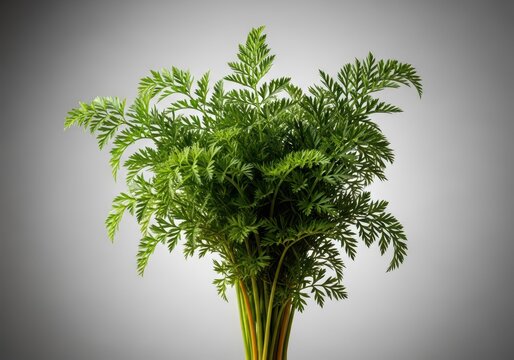 Freshly harvested bunch of crisp carrot tops, displaying rich texture and organic quality against a simple neutral background, eating, raw, rustic