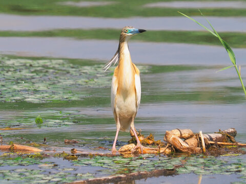 Squacco heron (Ardeola ralloides) in breeding plumage in a swamp