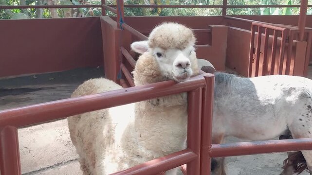 Footage clip of an alpaca standing near its cage