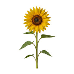 Fototapeta premium Elegant full-length yellow sunflower standing tall with green stem and leaves, ready for harvest.