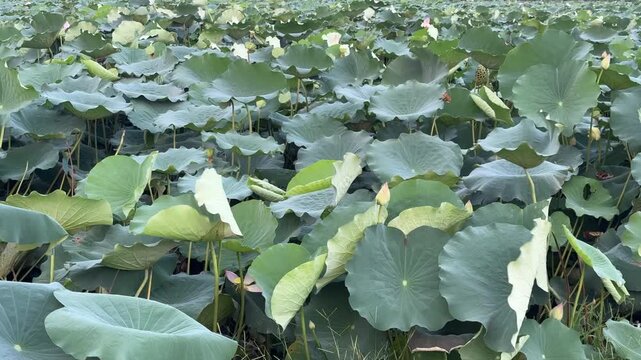 plants of indian lotus in a pond in monsoon. they grow so fast in pond in water. also known india's national flower"lotus"