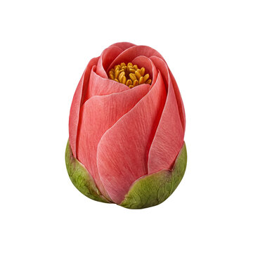 Beautiful closed pink Eustoma flower bud with vibrant green sepals, symbolizing new beginnings.