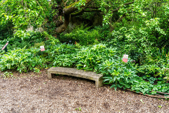 Lush vegetation in the University of Oxford Botanic Garden, the oldest botanic garden in Britain, founded in 1621, Oxford, England, UK. 