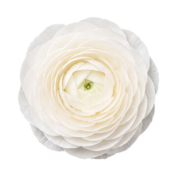 A serene close-up photograph of a white ranunculus, gracefully showcasing its delicate, layered, and pristine petals.