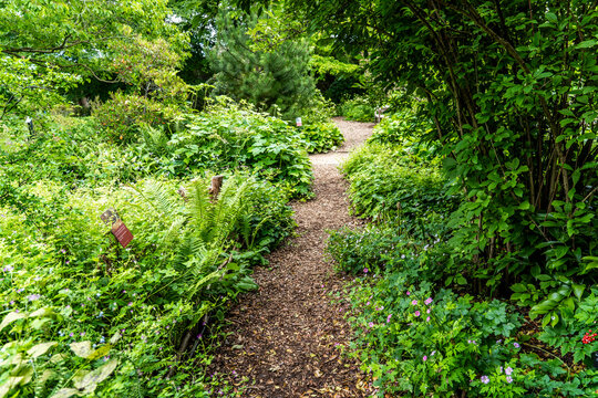 A walking path in the lush vegetation of the University of Oxford Botanic Garden, the oldest botanic garden in Britain, founded in 1621, Oxford, England, UK. 