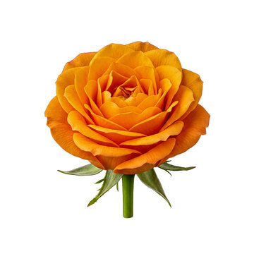 A magnificent orange rose bloom, featuring richly layered petals and a vibrant hue, isolated on a transparent backdrop.