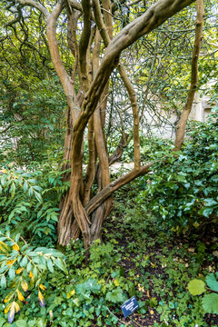 An old tree in the lush vegetation in the University of Oxford Botanic Garden, the oldest botanic garden in Britain, founded in 1621, Oxford, England, UK. 