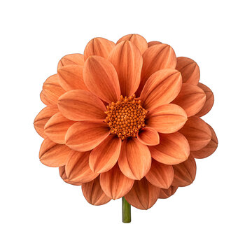 A perfectly formed orange dahlia flower, showcasing its symmetrical petals and intricate center.