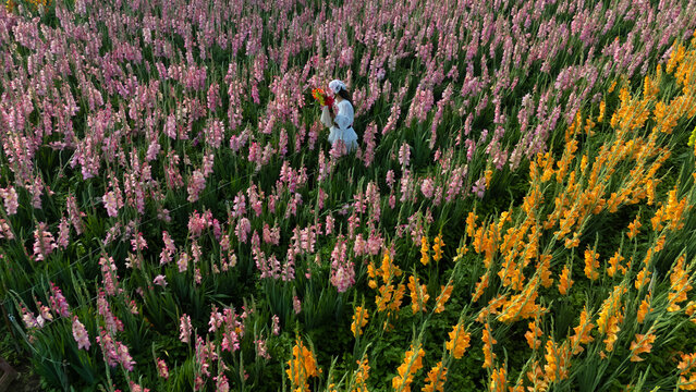 High angle drone a woman in gladiolus field holding a white umbrella amidst vibrant pink, yellow blossoms, unsold gladiolus flowers in a Dalat gladiolus field missed Tet market due to late blooming