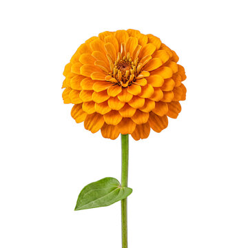 Bright orange zinnia flower bloom with lush green stem and leaf, isolated on transparent background.