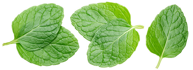 Several garden mint leaves isolated on white background. Clipping path. © volff