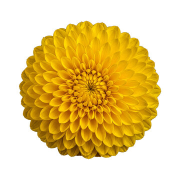 Perfectly formed bright yellow dahlia flower, showcasing symmetrical petals and intricate texture.