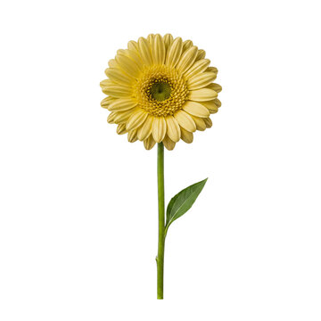 Elegant full-length yellow Gerbera daisy flower with stem and leaf, isolated for versatile design.