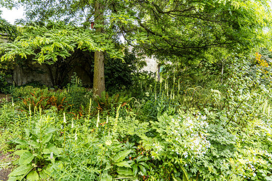 Lush vegetation in the University of Oxford Botanic Garden, the oldest botanic garden in Britain, founded in 1621, Oxford, England, UK. 